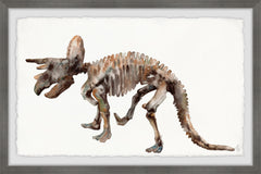 Triceratops Skeleton