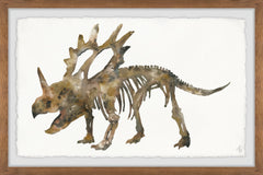 Styracosaurus Skeleton