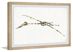 Pterodactyl Skeleton