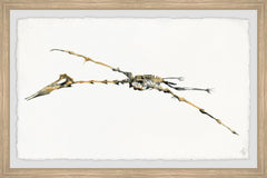 Pterodactyl Skeleton