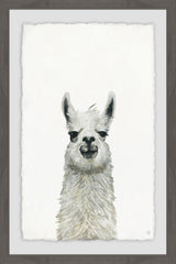 Llama Close-up