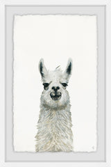 Llama Close-up