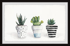 Succulent Trio II