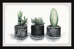 Cacti Madness