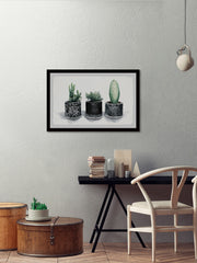 Cacti Madness