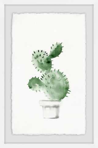Spiky Succulent