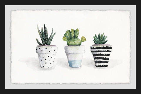 Succulent Trio