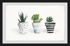 Succulent Trio