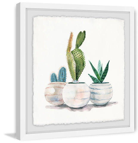 Cacti in Round Pots