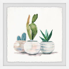 Cacti in Round Pots