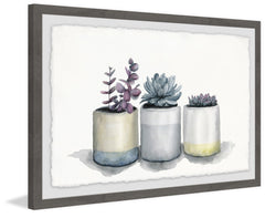 Three Potted Succulents