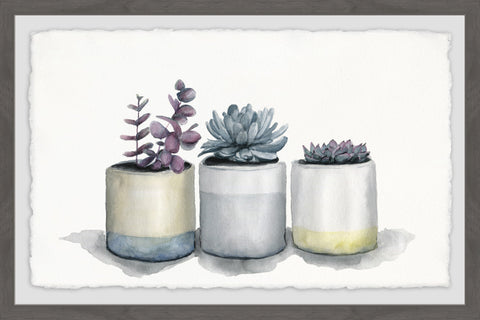 Three Potted Succulents