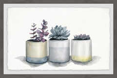Three Potted Succulents