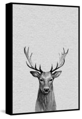 Staring Buck III
