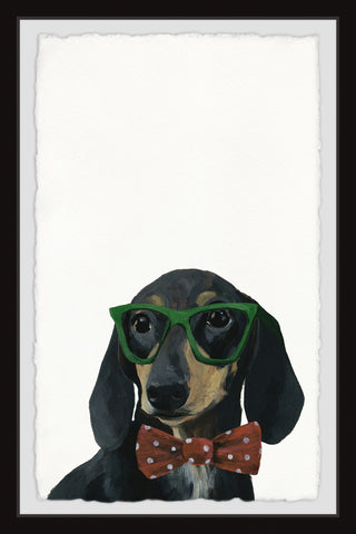 Stylish Dachshund