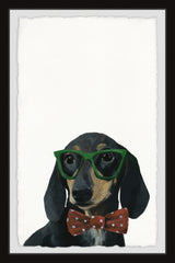 Stylish Dachshund