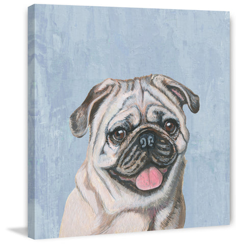 Adorable Pug