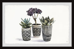 Cacti Pots