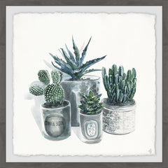 Cutie Succulents