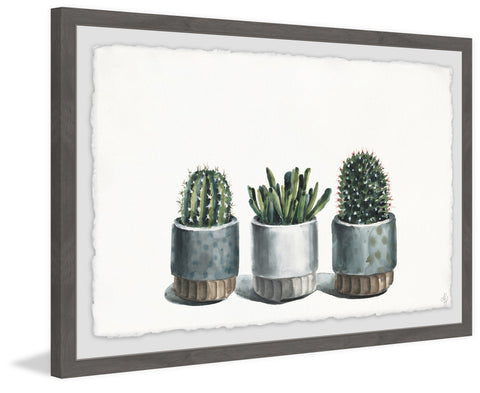 Trio Succulents