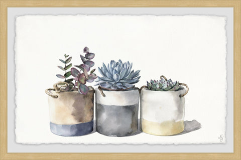Granny's Cacti