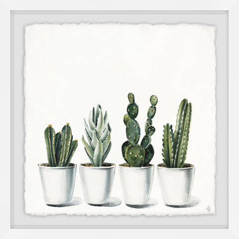 Pretty Cacti