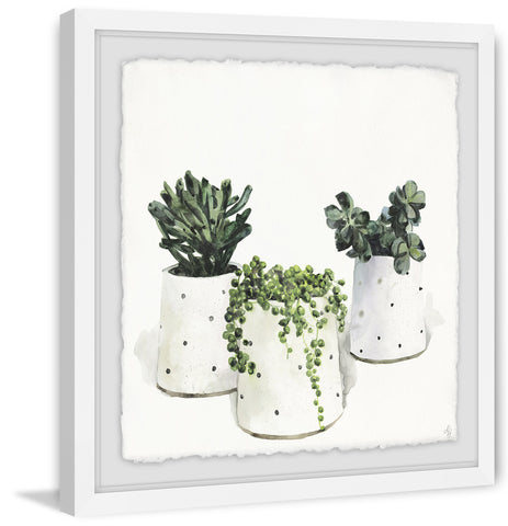 Dotted Pots