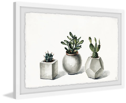 Planted Cacti