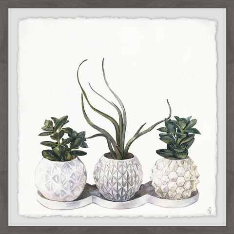 Classy Succulents
