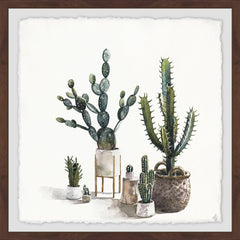 Greeny Succulents