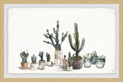 Cacti Haven