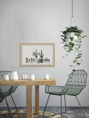 Cacti Haven