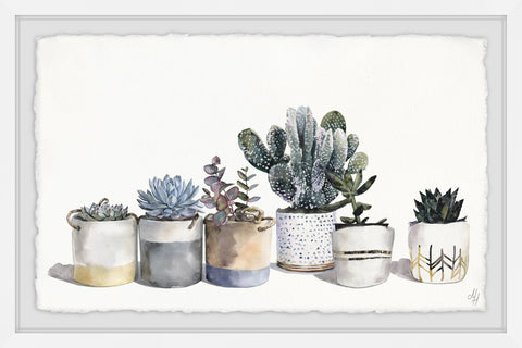 Pots of Pricklies