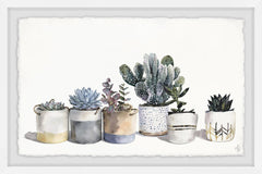 Pots of Pricklies