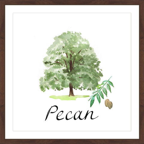 Pecan Tree