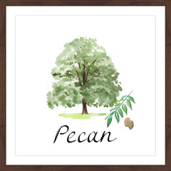 Pecan Tree