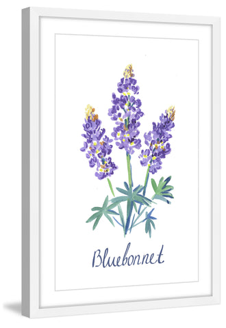 Bluebonnet