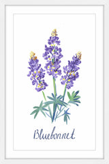 Bluebonnet
