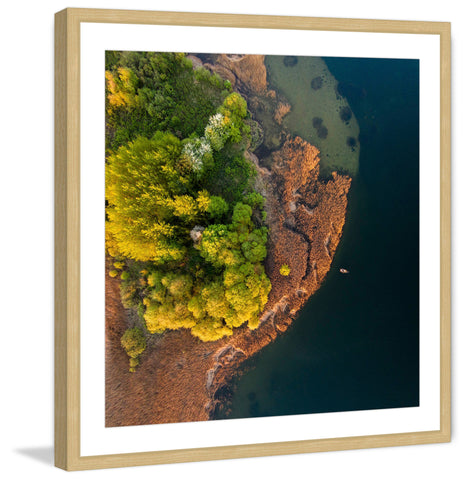 Trees from Above