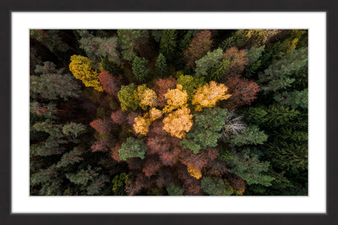Luscious Flora