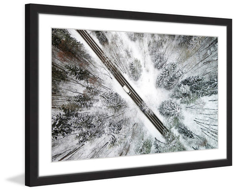 Icy Forest