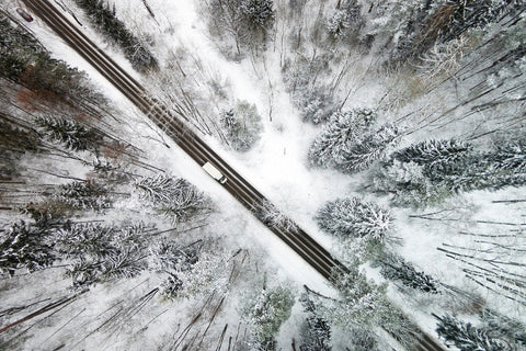 Icy Forest