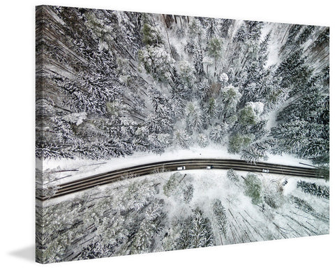 Icy Firs