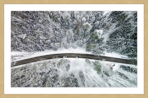 Icy Firs
