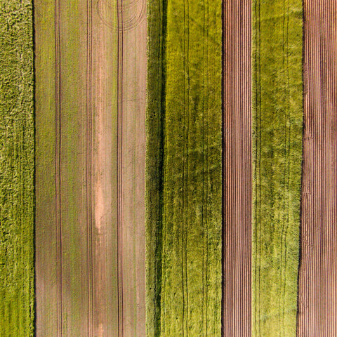Crop Rows