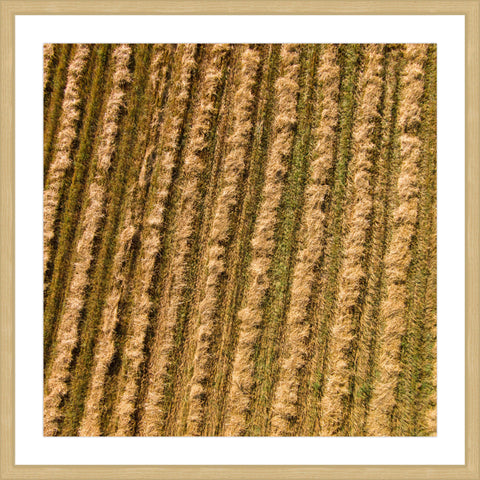 Tilled Field