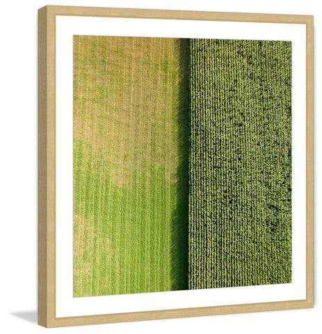 Green Rows