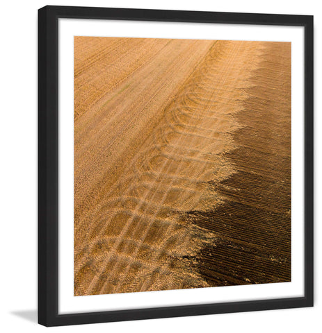 Wheat Field
