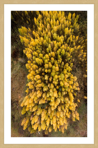 Yellow Flora