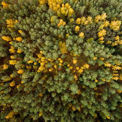 Yellow and Green Trees